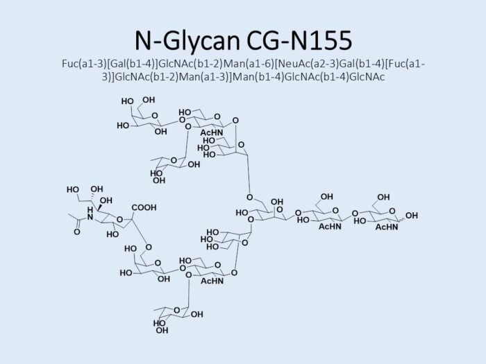 n-glycan-cg-n155-1