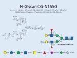 N-glycan-CG-N155G