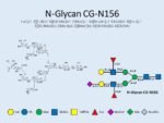 N-glycan-CG-N156