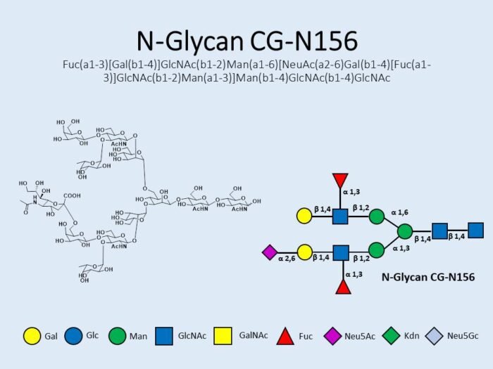 n-glycan-cg-n156