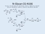 N-glycan-CG-N166