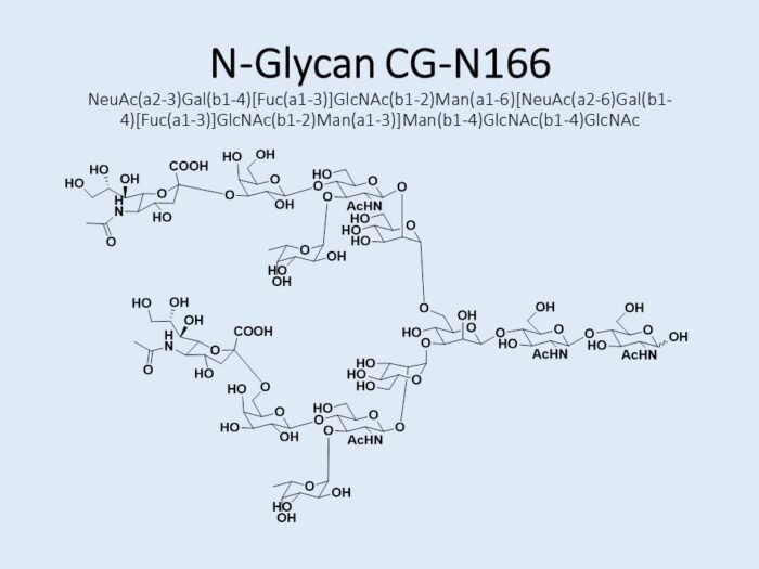 n-glycan-cg-n166-1