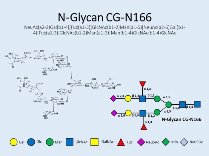 n-glycan-cg-n166