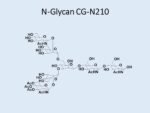 N-glycan-CG-N210