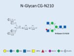 N-glycan-CG-N210