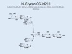 N-glycan-CG-N211