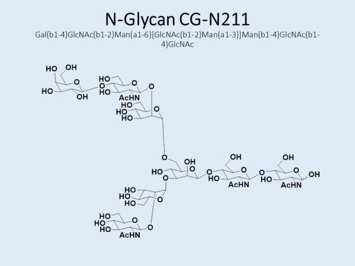 n-glycan-cg-n211-1