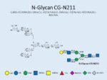 N-glycan-CG-N211