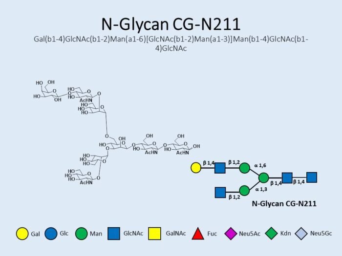 n-glycan-cg-n211