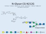 N-glycan-CG-N212G