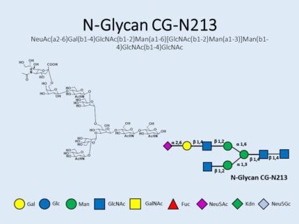 n-glycan-cg-n213