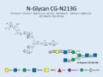 N-glycan-CG-N213G