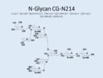 N-glycan-CG-N214