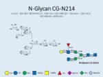 N-glycan-CG-N214