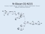 N-glycan-CG-N215