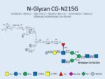 N-glycan-CG-N215G