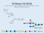 N-glycan-CG-N216