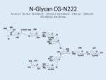 N-glycan-CG-N222