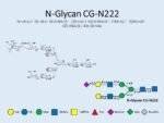 N-glycan-CG-N222