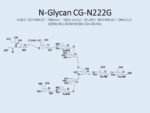 N-glycan-CG-N222G