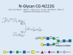 N-glycan-CG-N222G