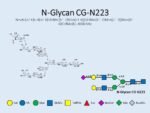 N-glycan-CG-N223