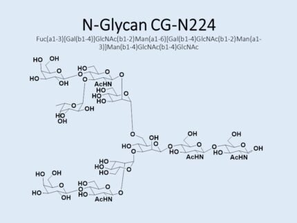 n-glycan-cg-n224-1