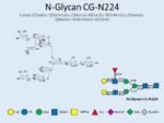 N-glycan-CG-N224