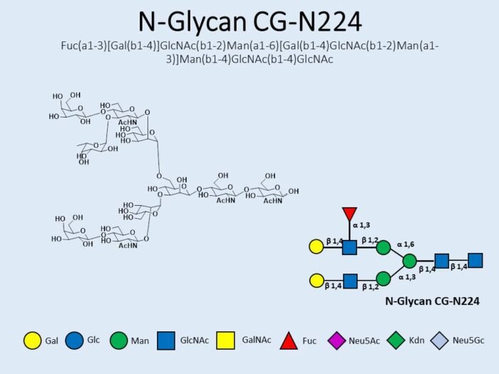 n-glycan-cg-n224