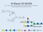 N-glycan-CG-N225G