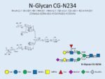 N-glycan-CG-N234