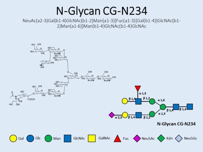 n-glycan-cg-n234