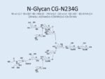 N-glycan-CG-N234G