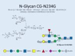 N-glycan-CG-N234G