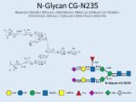 N-glycan-CG-N235