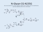 N-glycan-CG-N235G