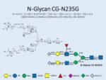 N-glycan-CG-N235G