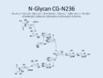 N-glycan-CG-N236