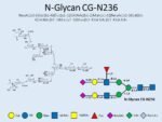 N-glycan-CG-N236