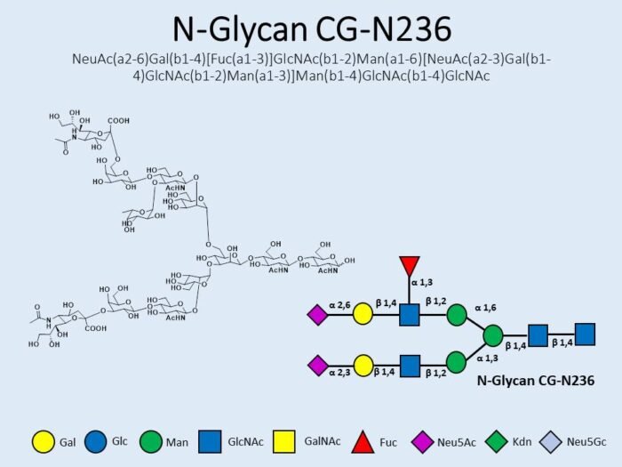 n-glycan-cg-n236