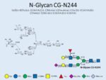 N-glycan-CG-N244