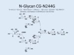 N-glycan-CG-N244G