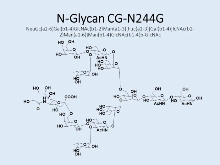 n-glycan-cg-n244g-1