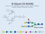 N-glycan-CG-N244G