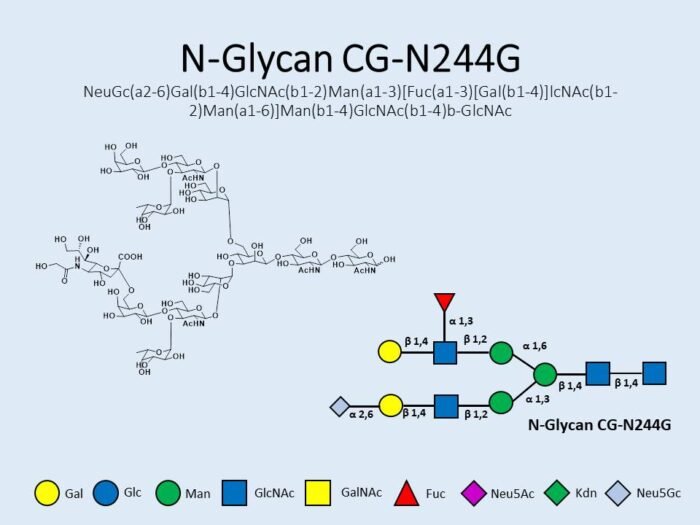 n-glycan-cg-n244g