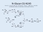 N-glycan-CG-N245