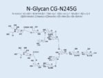 N-glycan-CG-N245G