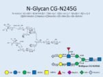 N-glycan-CG-N245G