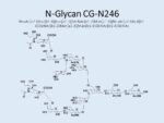 N-glycan-CG-N246