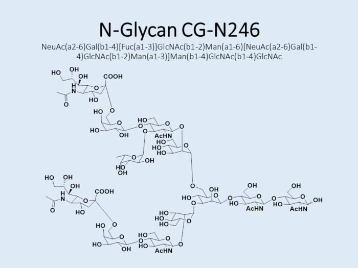 n-glycan-cg-n246-1